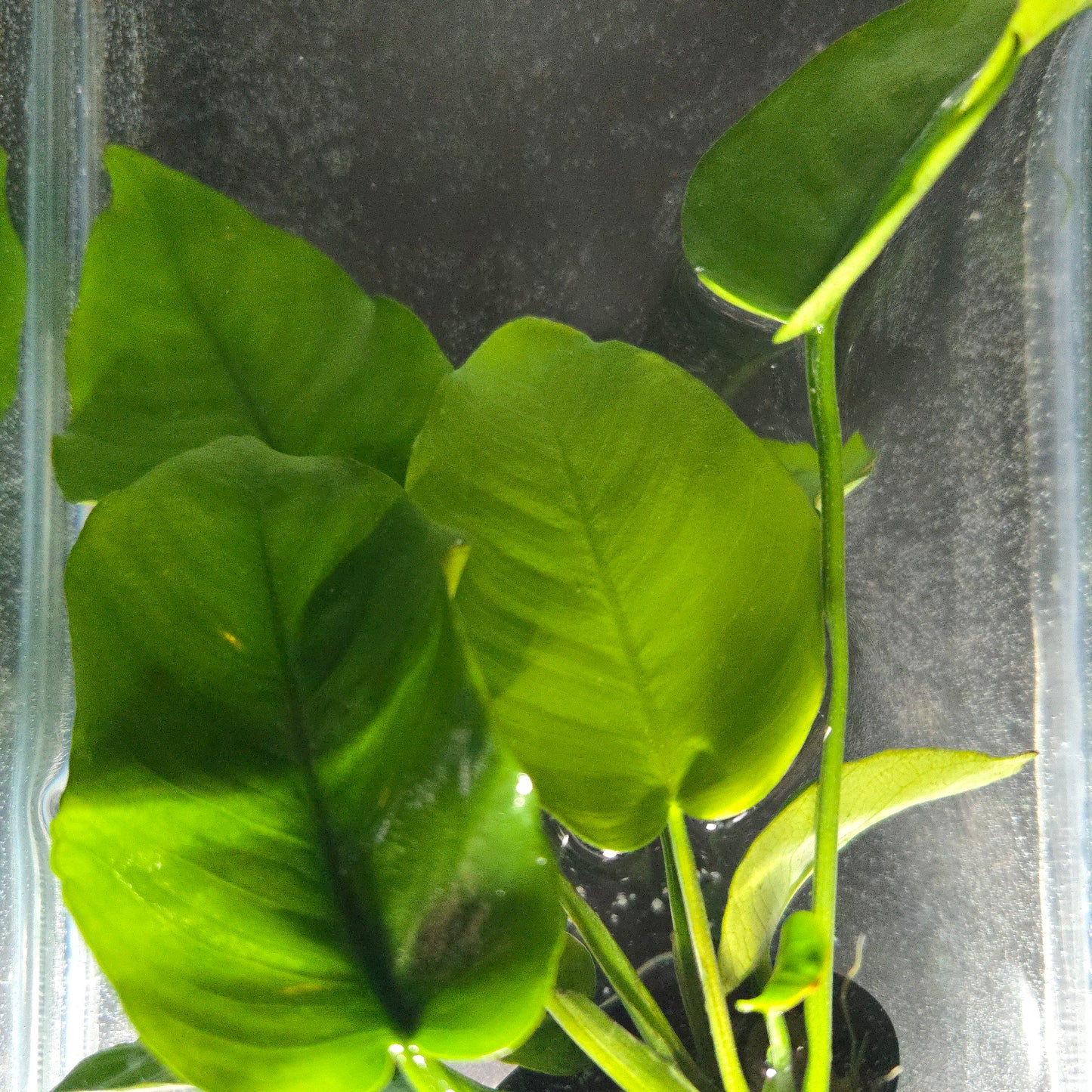 Anubias Barteri "Broadleaf"