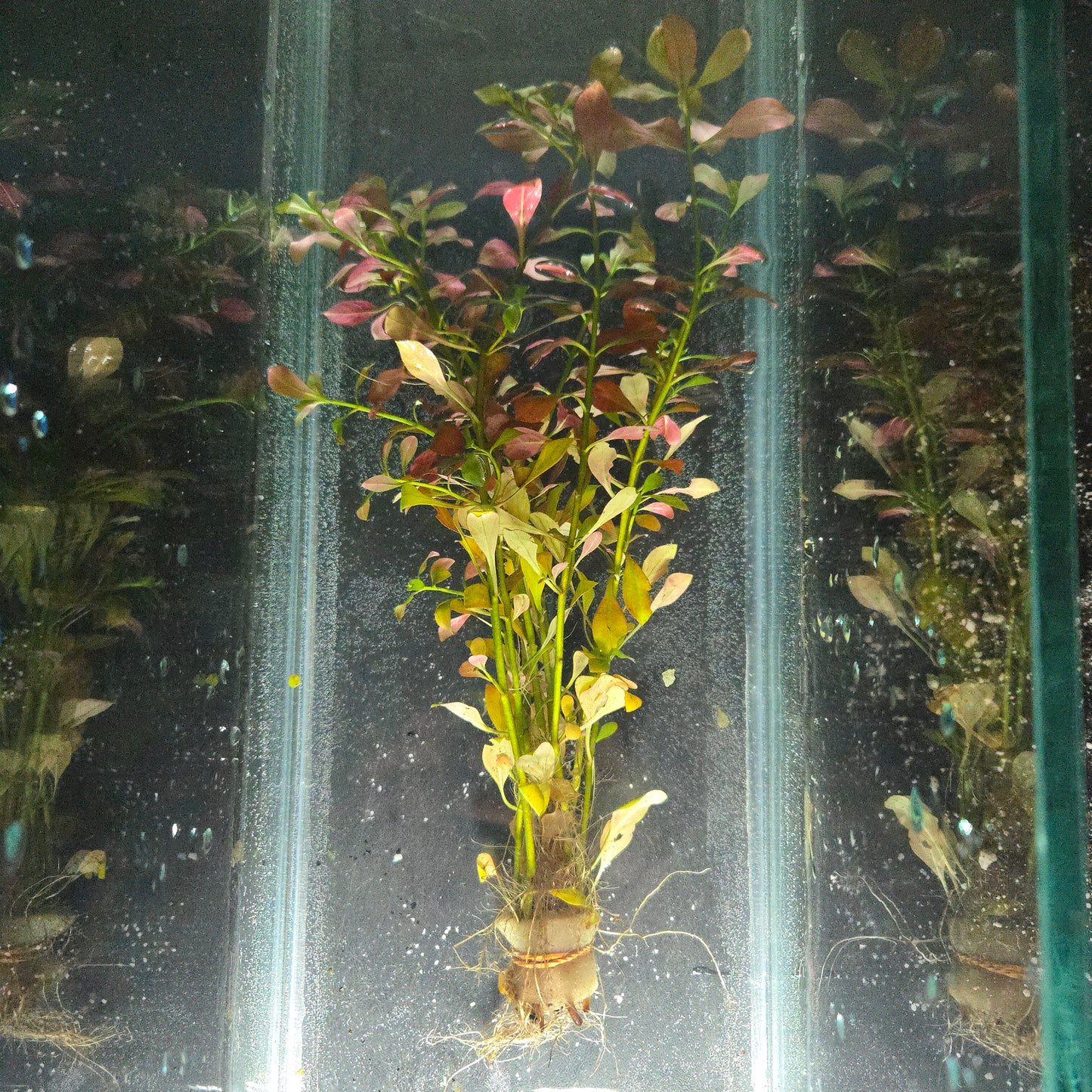 Ludwigia repens