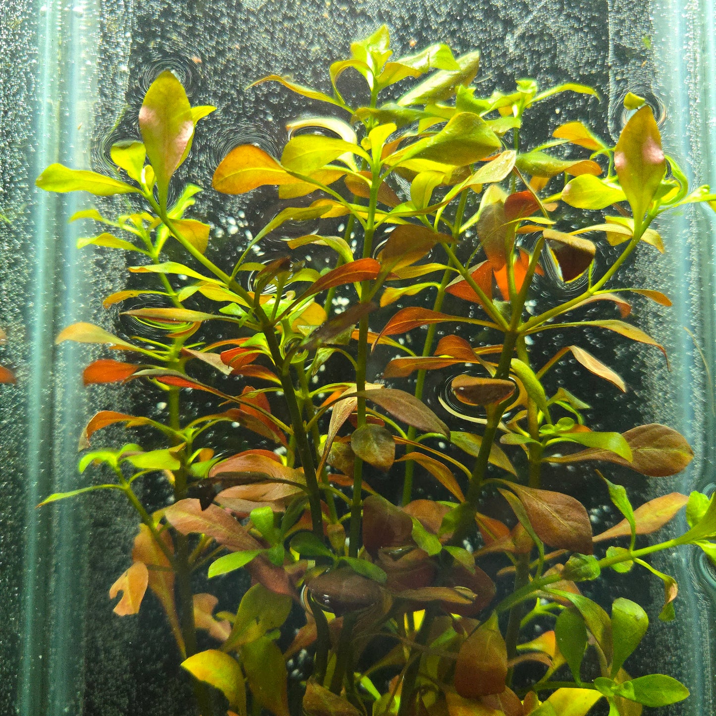 Ludwigia repens