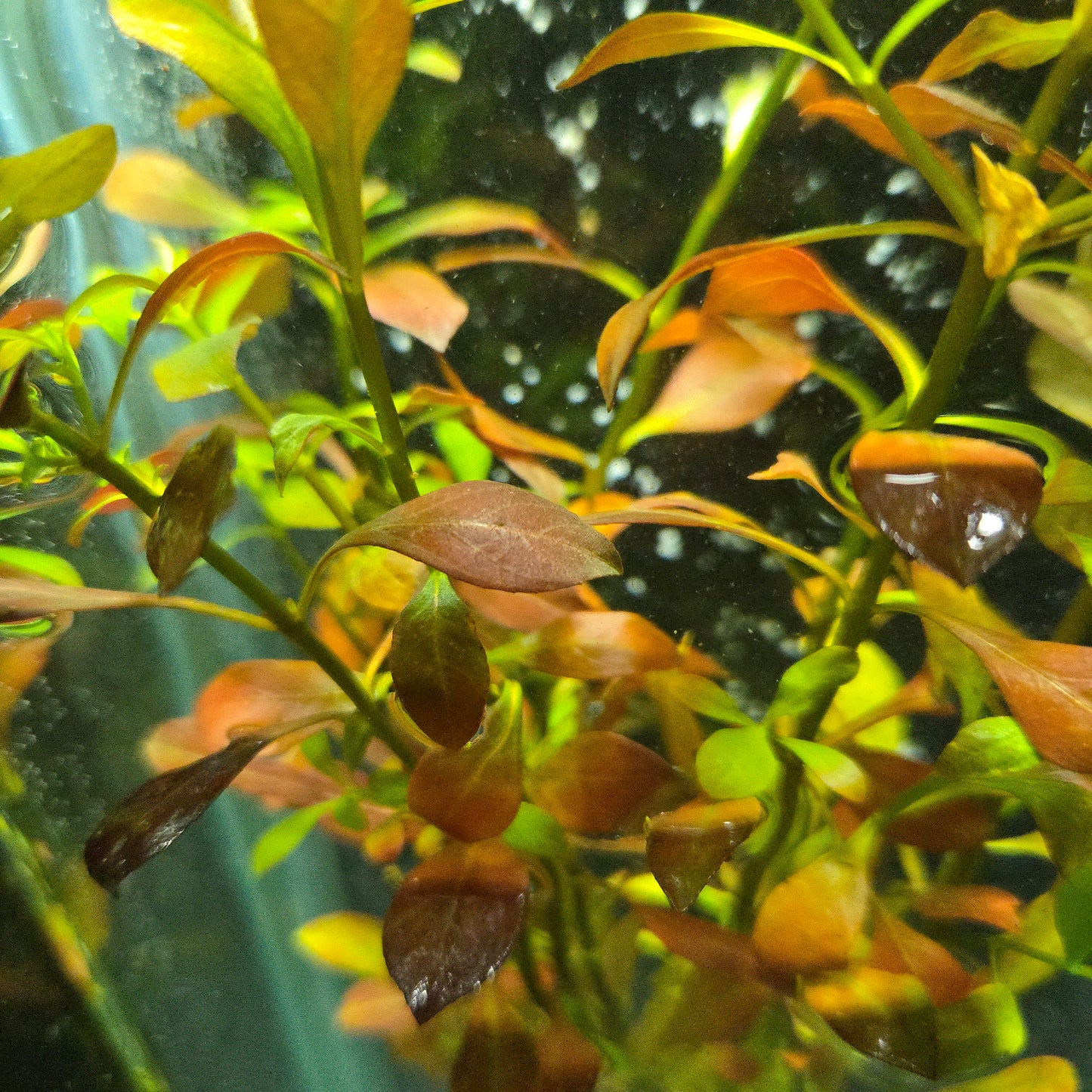 Ludwigia repens