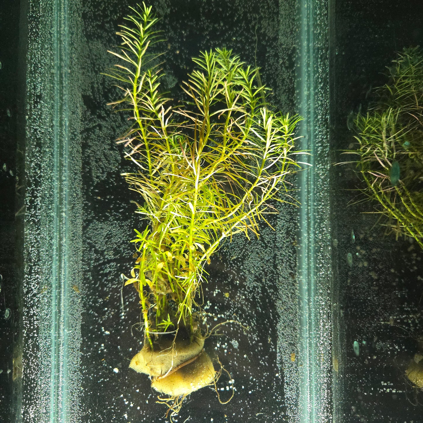 Rotala Nanjenshan