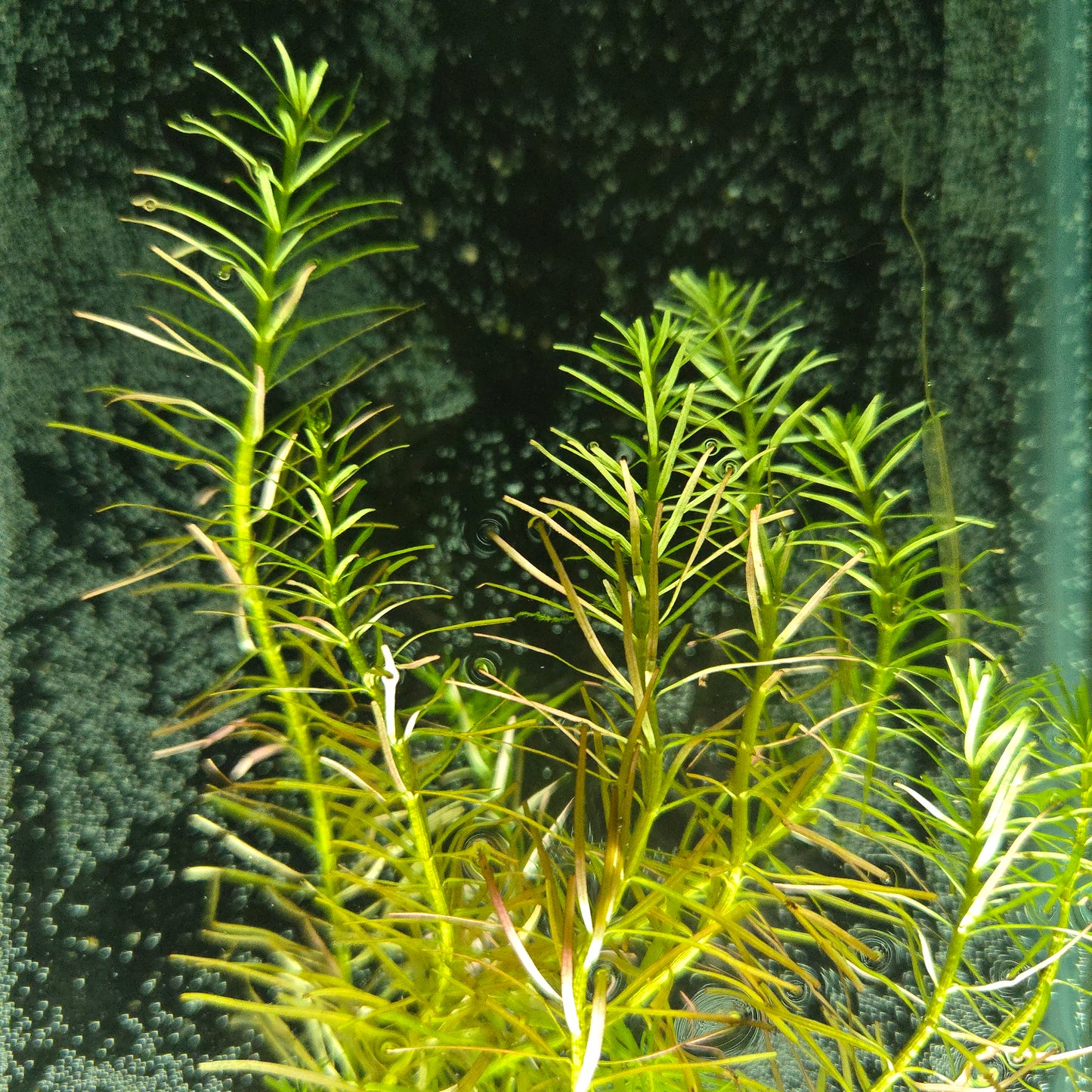 Rotala Nanjenshan