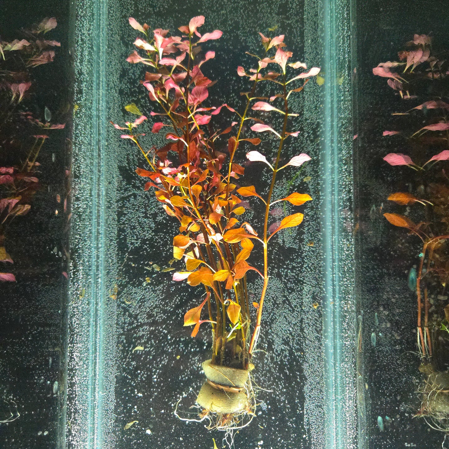 Ludwigia Palustris "Triple Red" ~ Ludwigia palustris