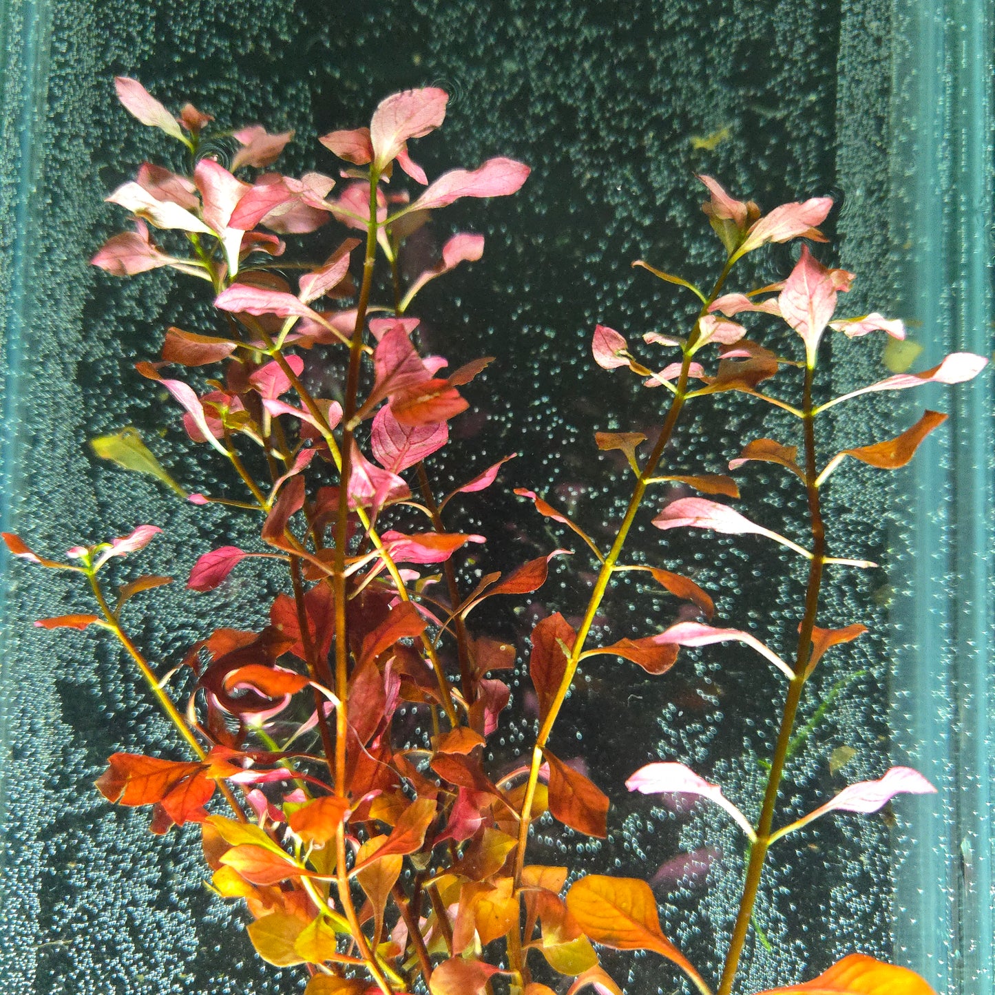 Ludwigia Palustris "Triple Red" ~ Ludwigia palustris