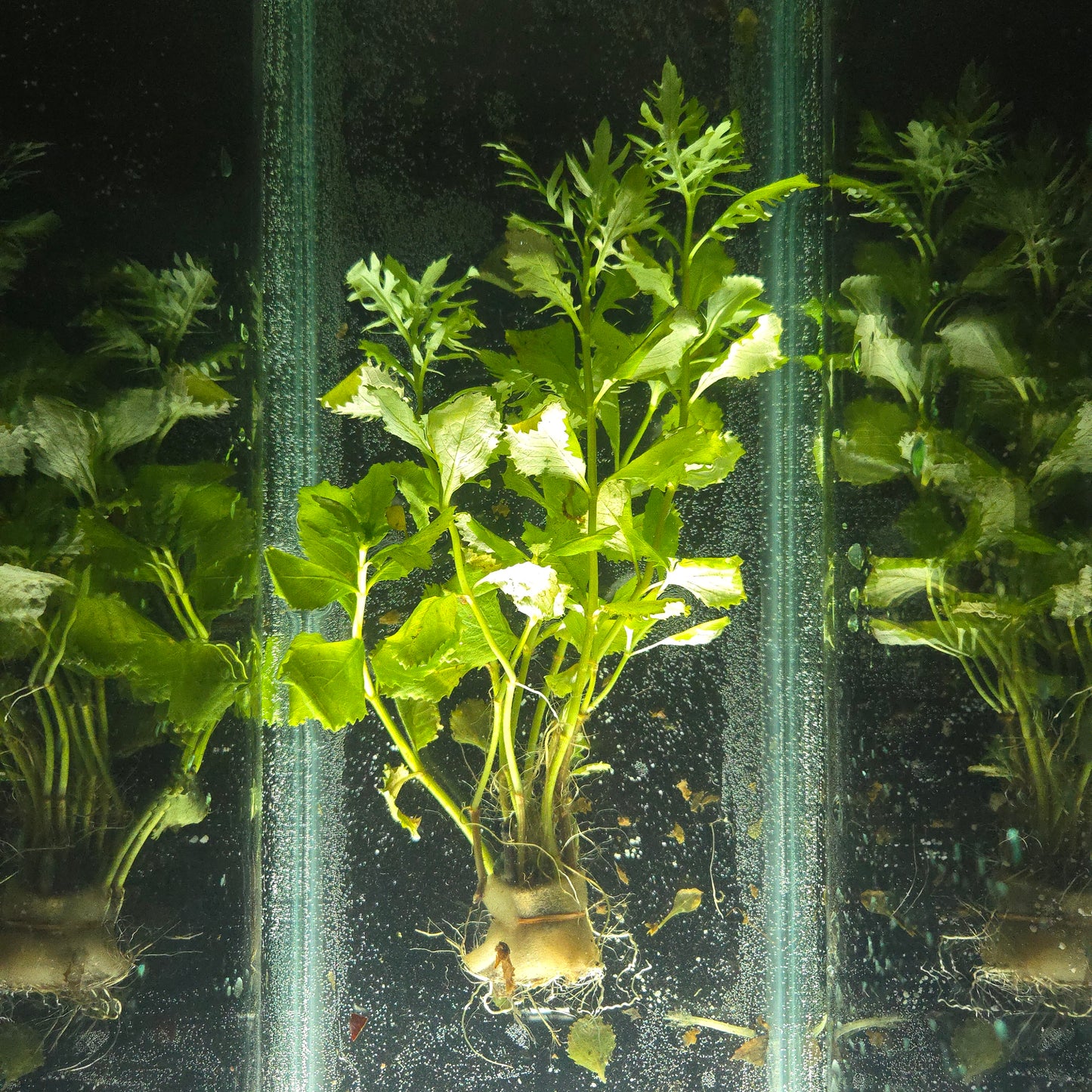 Water Wisteria ~ Hygrophila Difformis