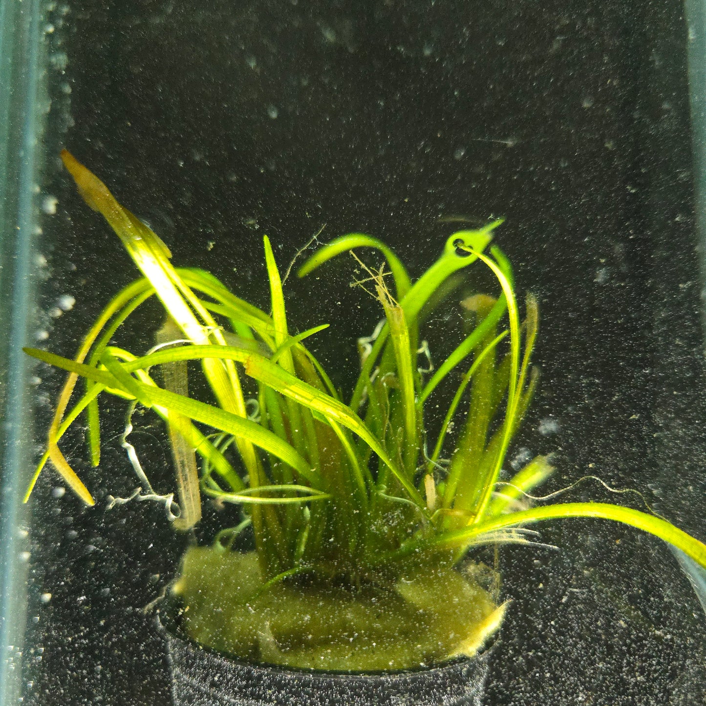 Dwarf Sagittaria ~ Sagittaria subulata