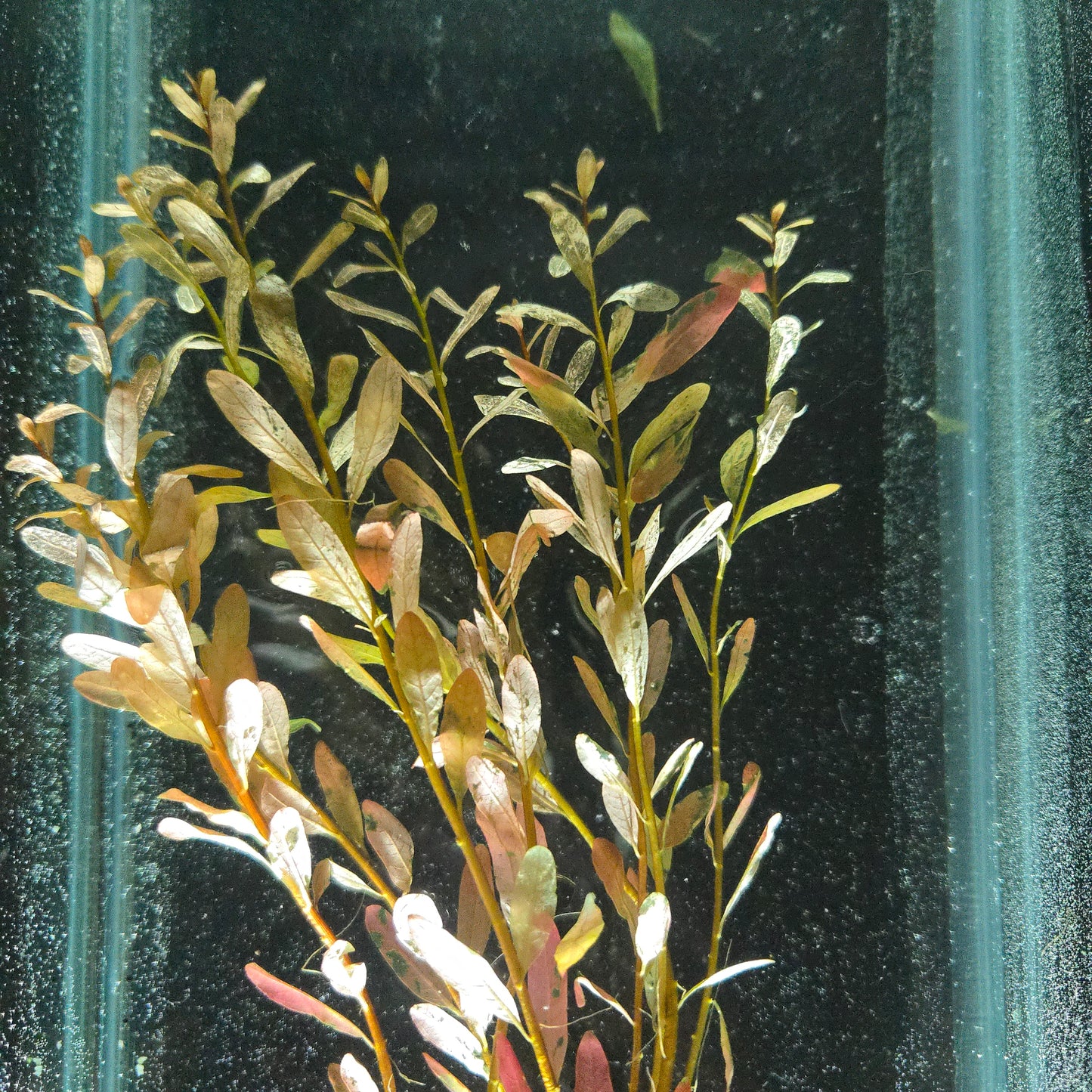 Ludwigia Inclinata