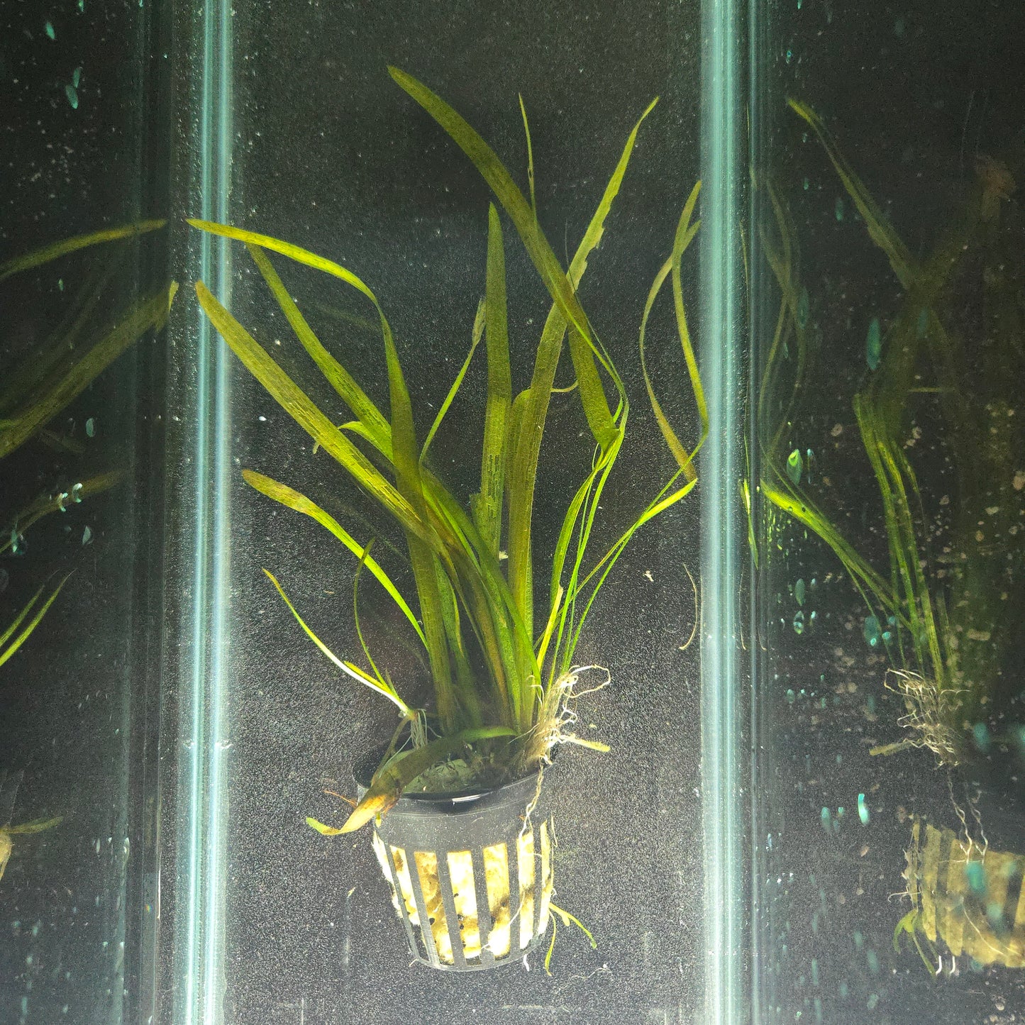 Vallisneria americana 'Leopard'