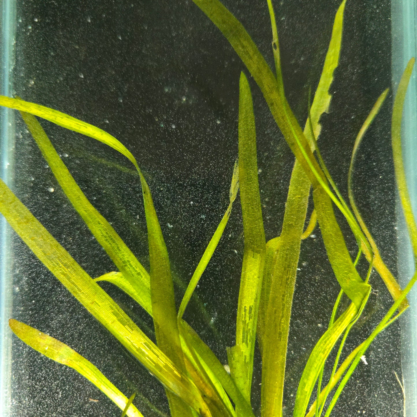 Vallisneria americana 'Leopard'