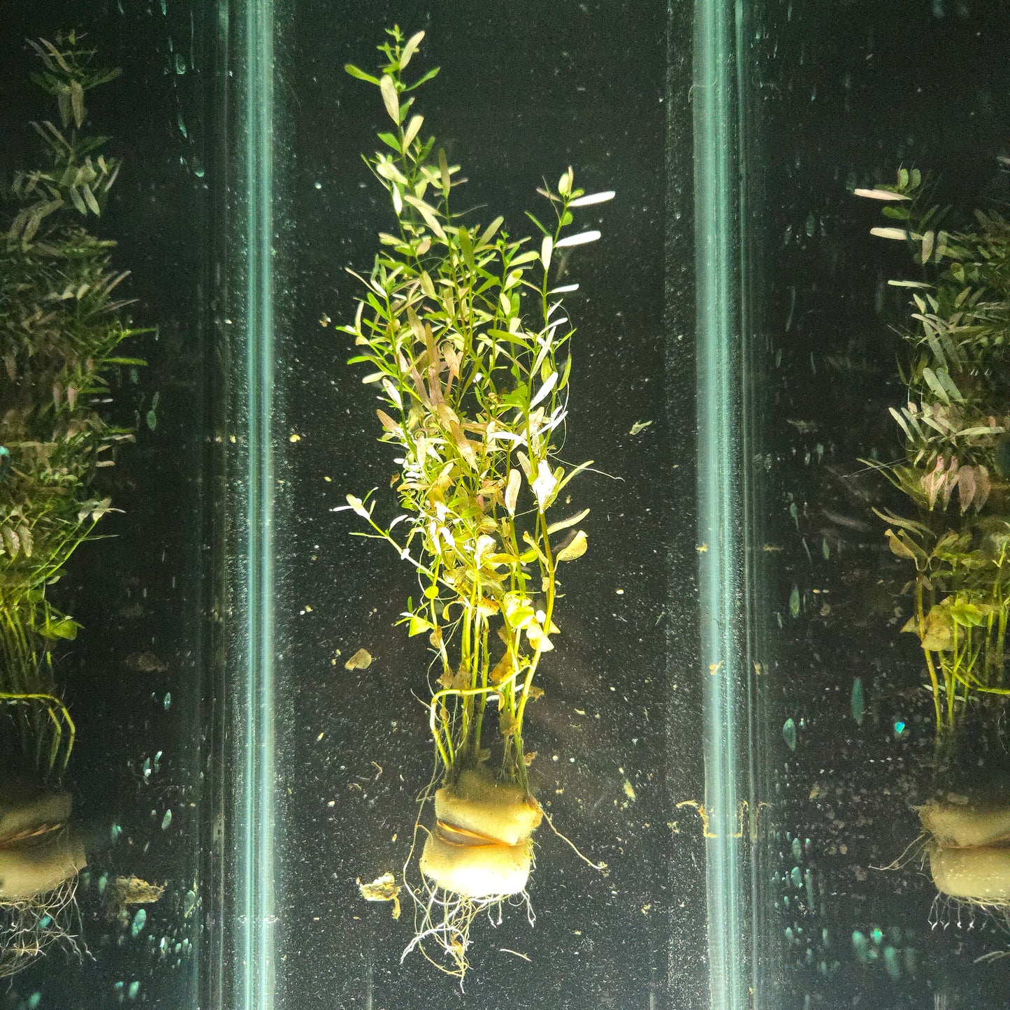 Rotala Rotundifolia "Regular"