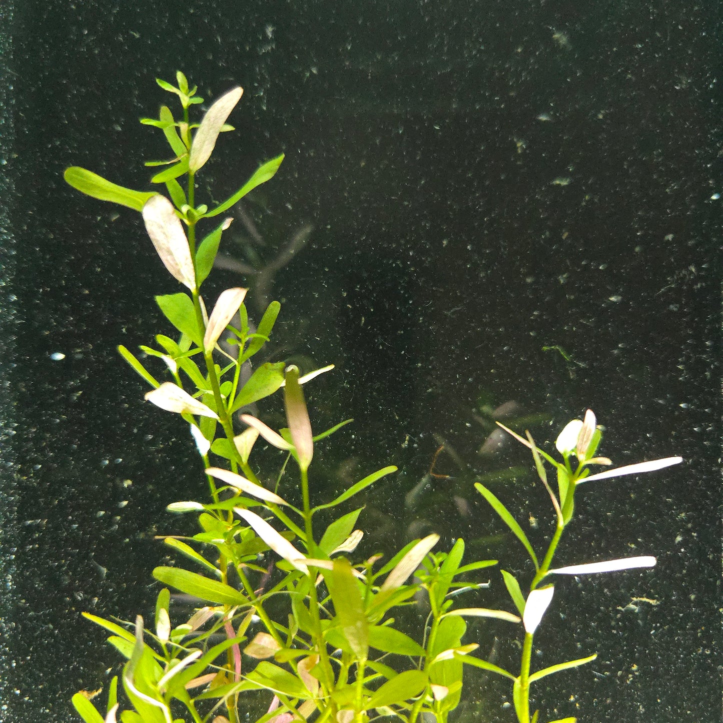 Rotala Rotundifolia "Regular"