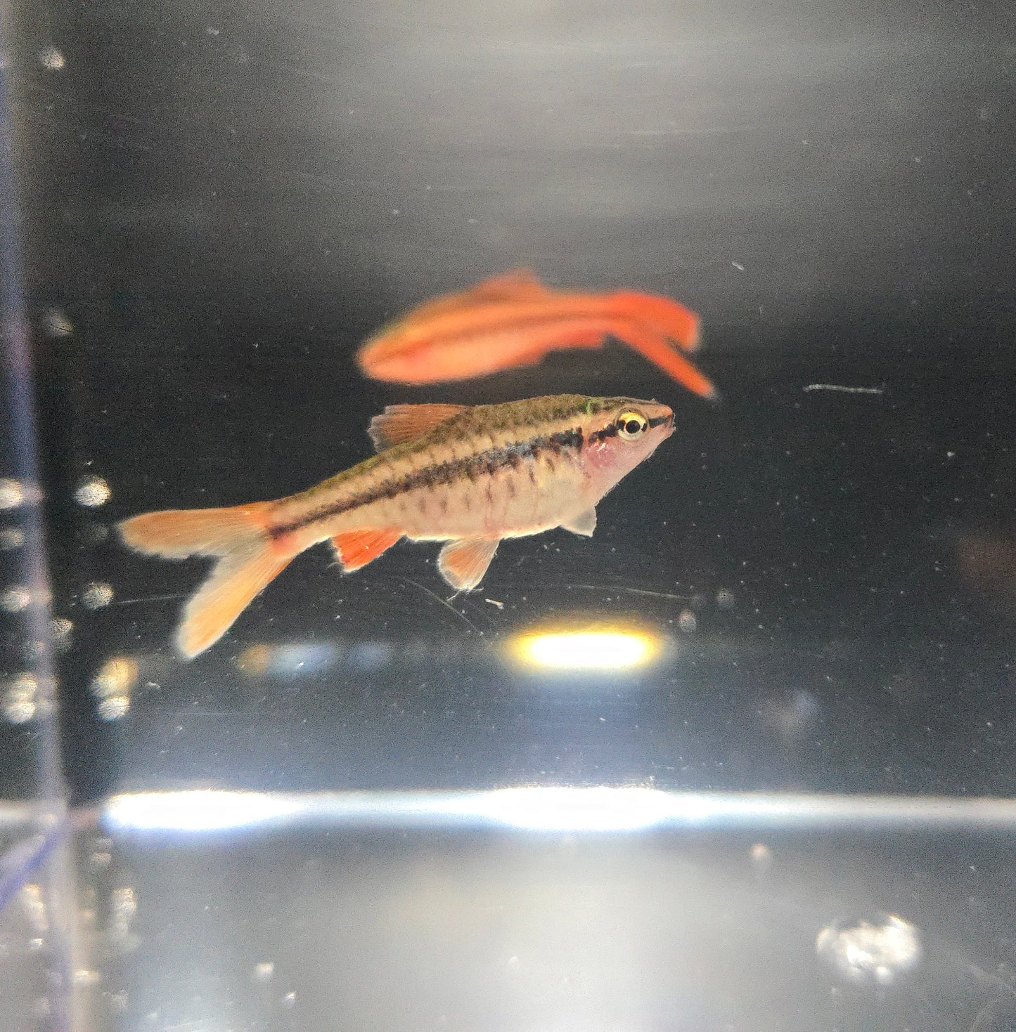 Cherry Veiltail Barb ~ Puntius titteya