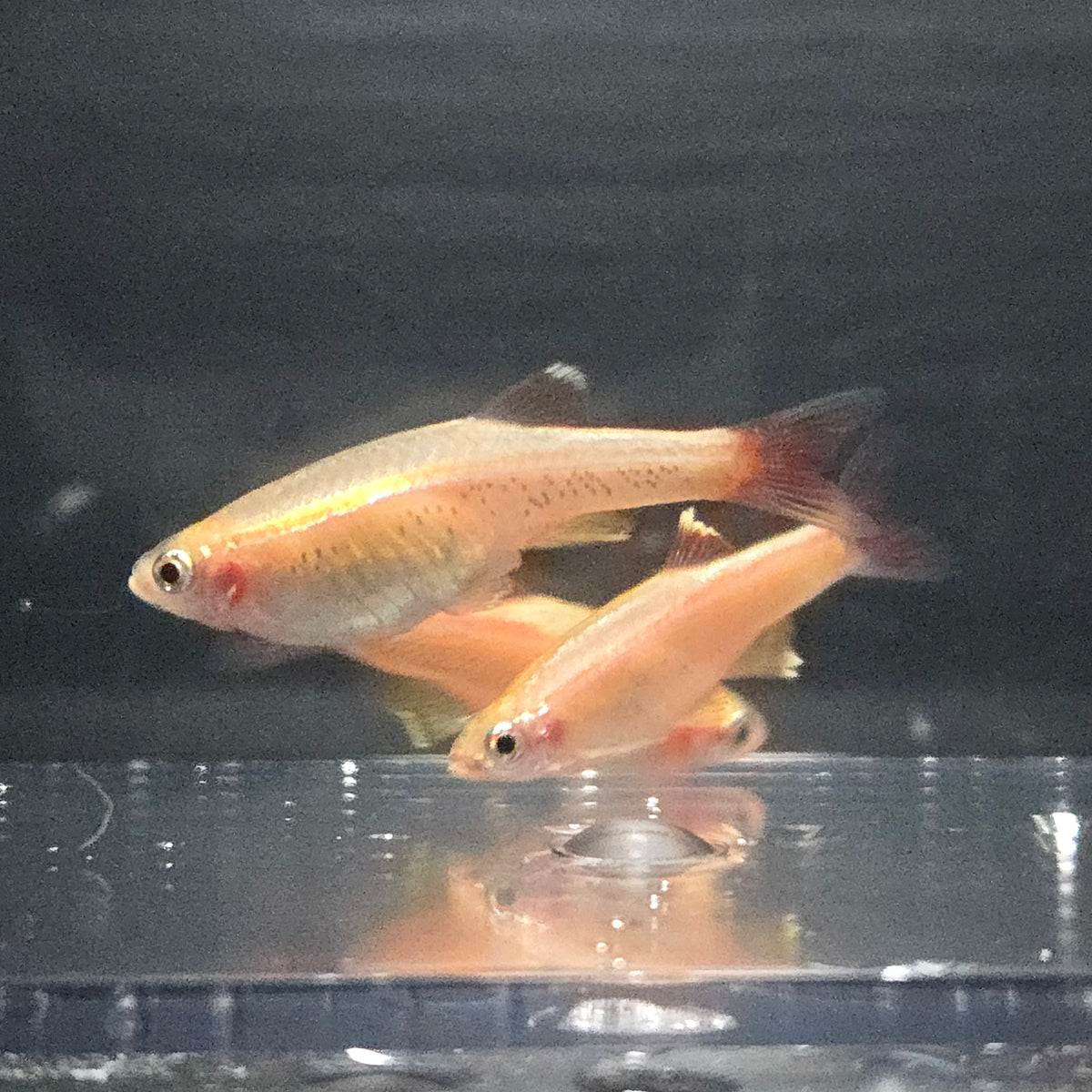 Fish Culod White Cloud Mountain Minnow - Gold ~ Tanichthys albonubes – Fancy Fish ...