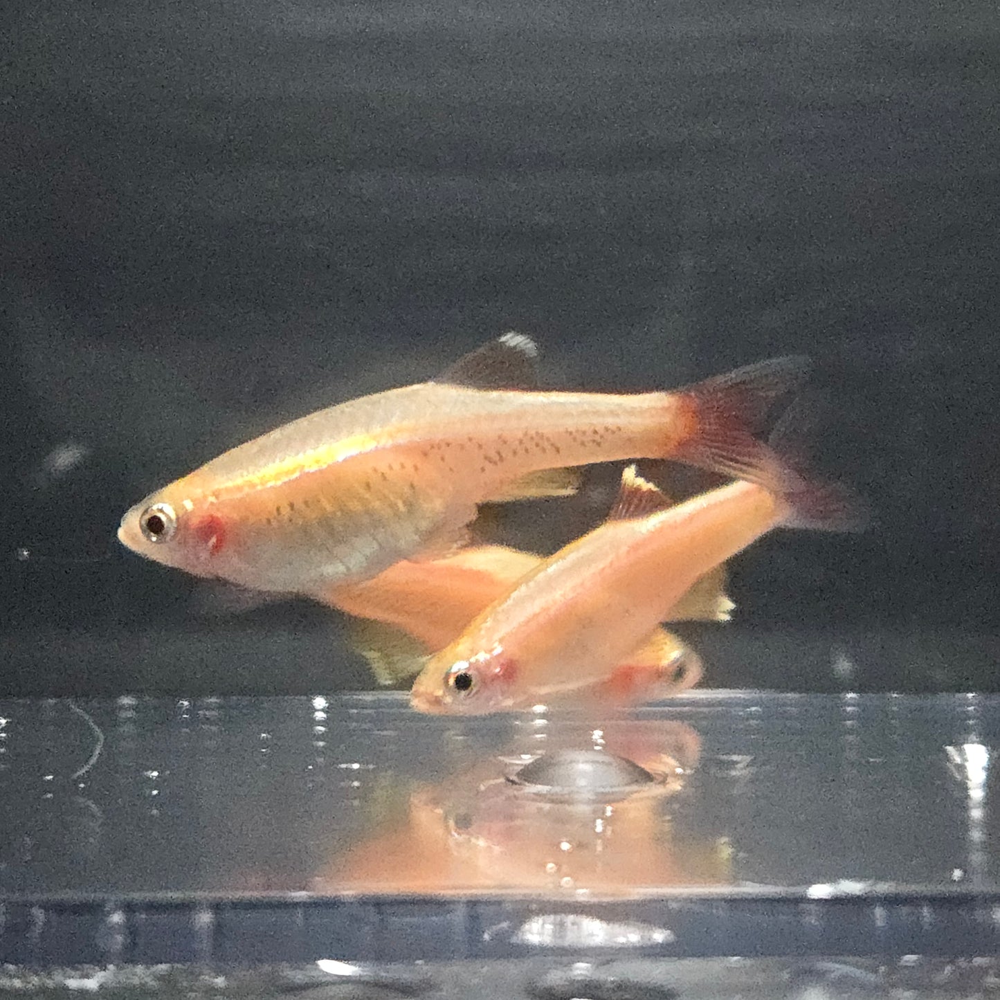 White Cloud Mountain Minnow - Gold ~ Tanichthys albonubes