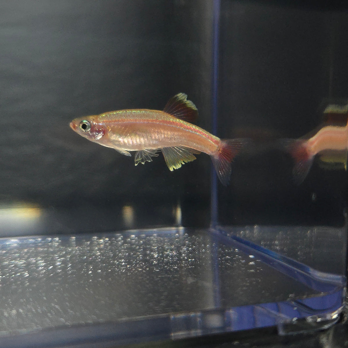 Fish Culod White Cloud Mountain Minnow - Gold ~ Tanichthys albonubes – Fancy Fish ...
