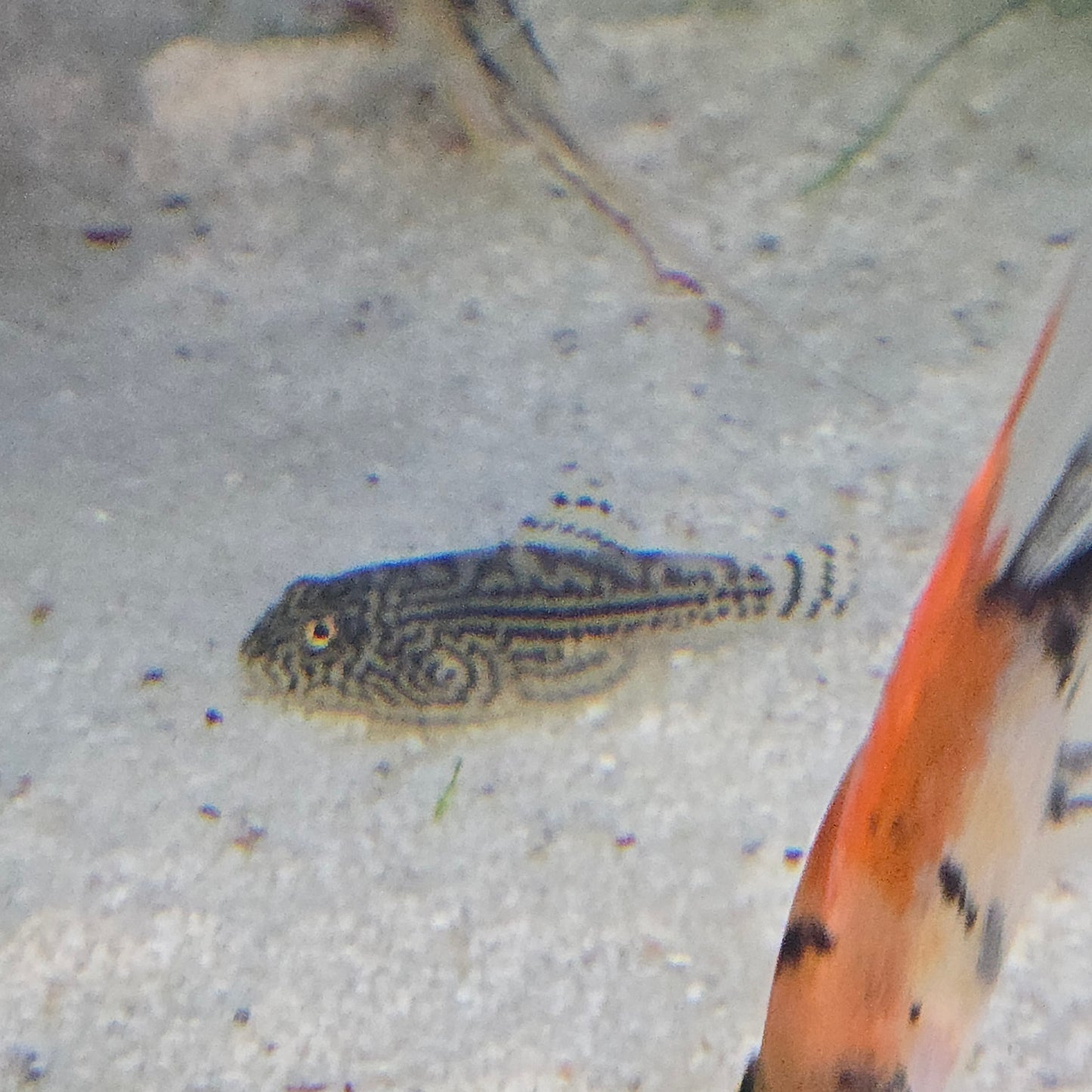 Hillstream Loach ~ Sewellia lineolata