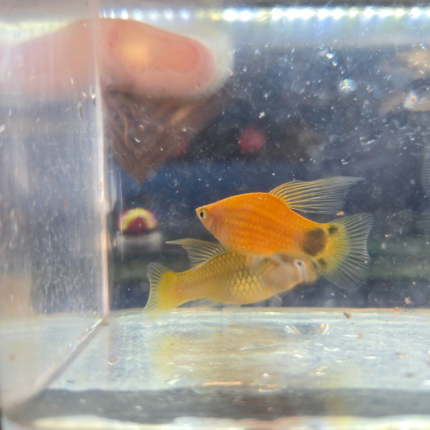 Platies ~ Xiphophorus maculatus