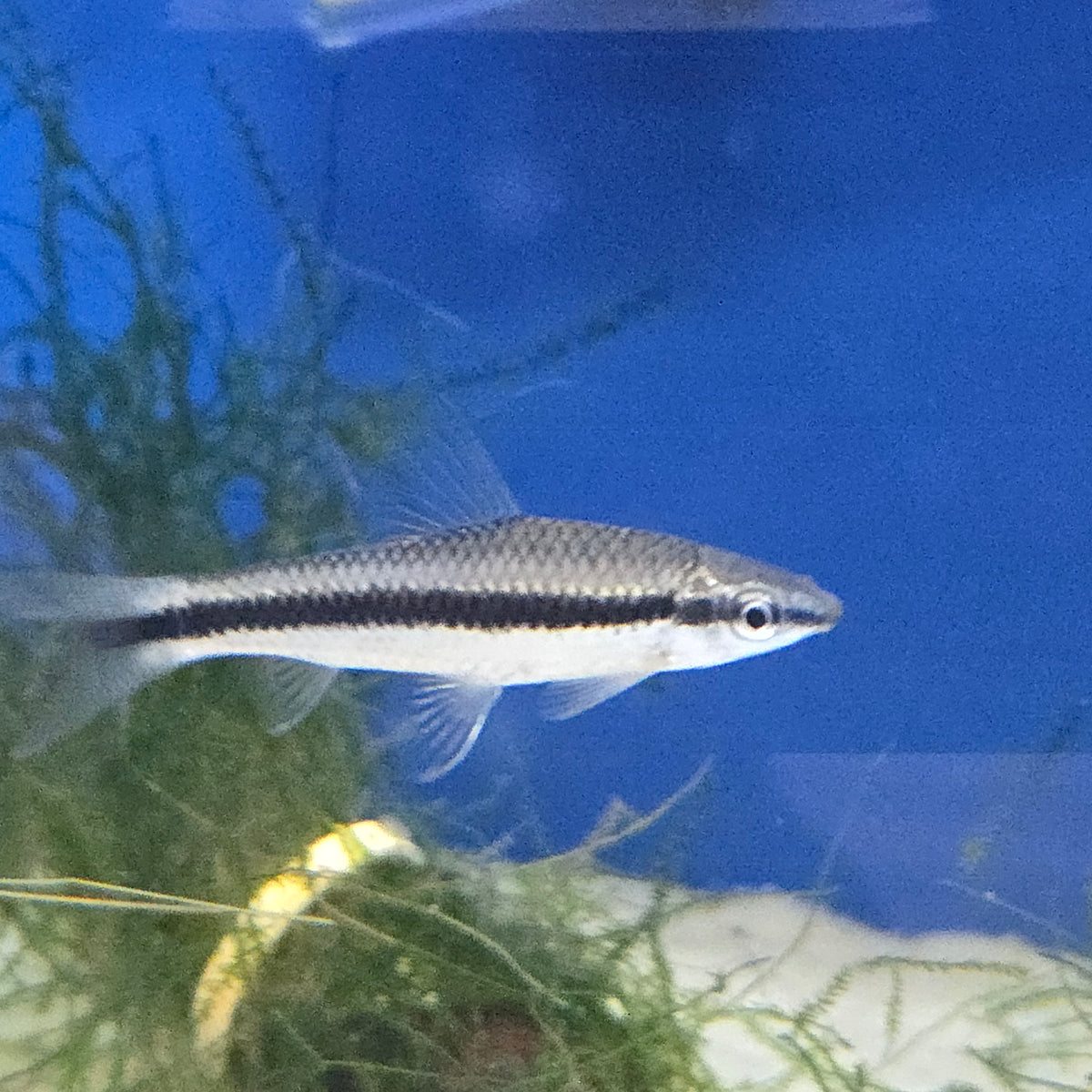 Crossocheilus Siamese Algae Eater ~ Crossocheilus oblongus – Fancy Fish and Aquascapes