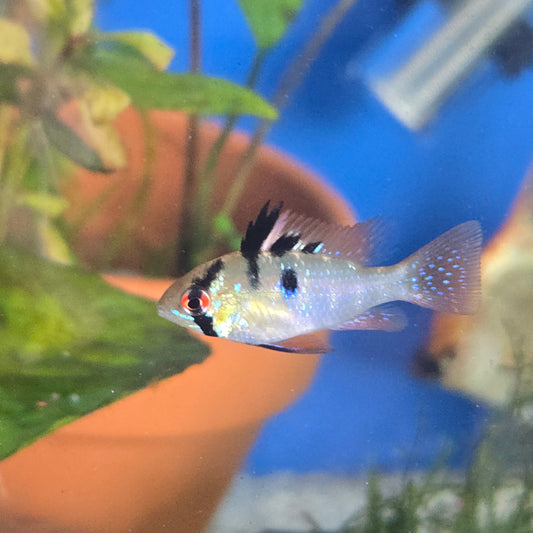 German Blue Ram ~ Mikrogeophagus ramirezi