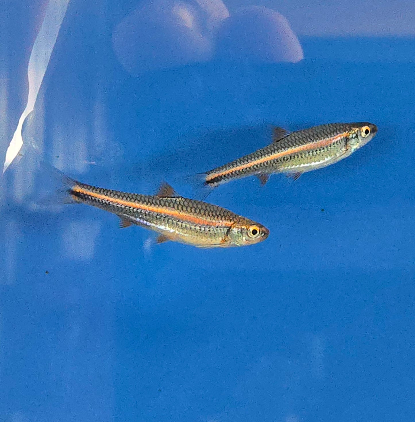 Rainbow Shiner ~ Notropis chrosomus