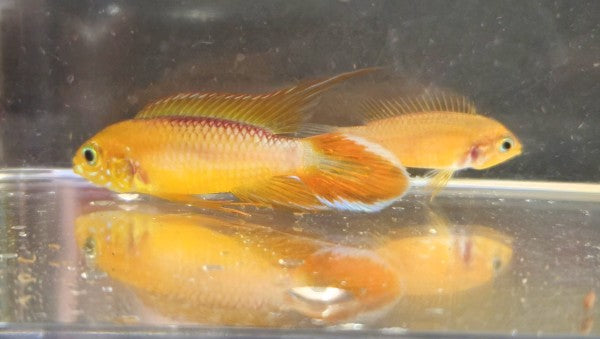 Apistogramma Agassizii 'Fire Red'