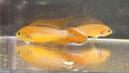 Apistogramma Agassizii 'Fire Red'