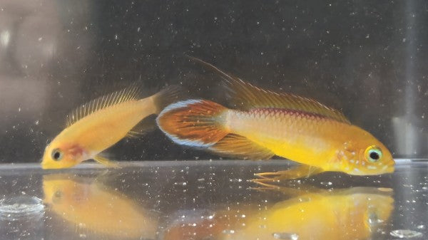 Apistogramma Agassizii 'Fire Red'