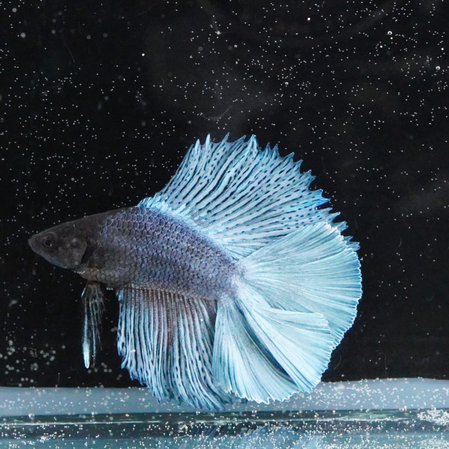 Live Betta Fish WYSIWYG Fancy Aquarium Double Tail Sky Blue Male TT05