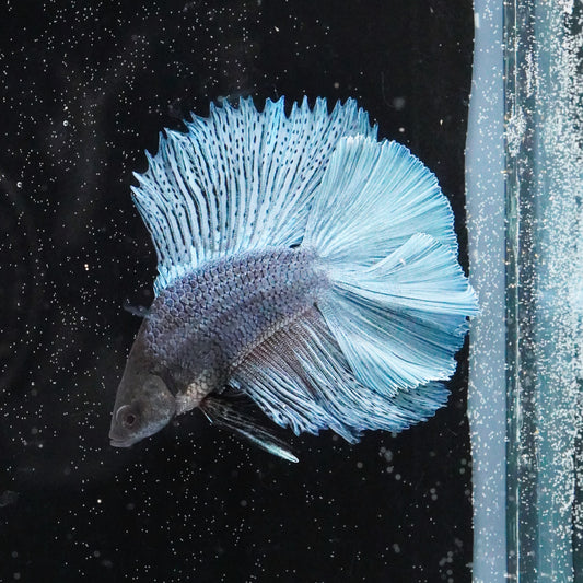 Live Betta Fish WYSIWYG Fancy Aquarium Double Tail Sky Blue Male TT05