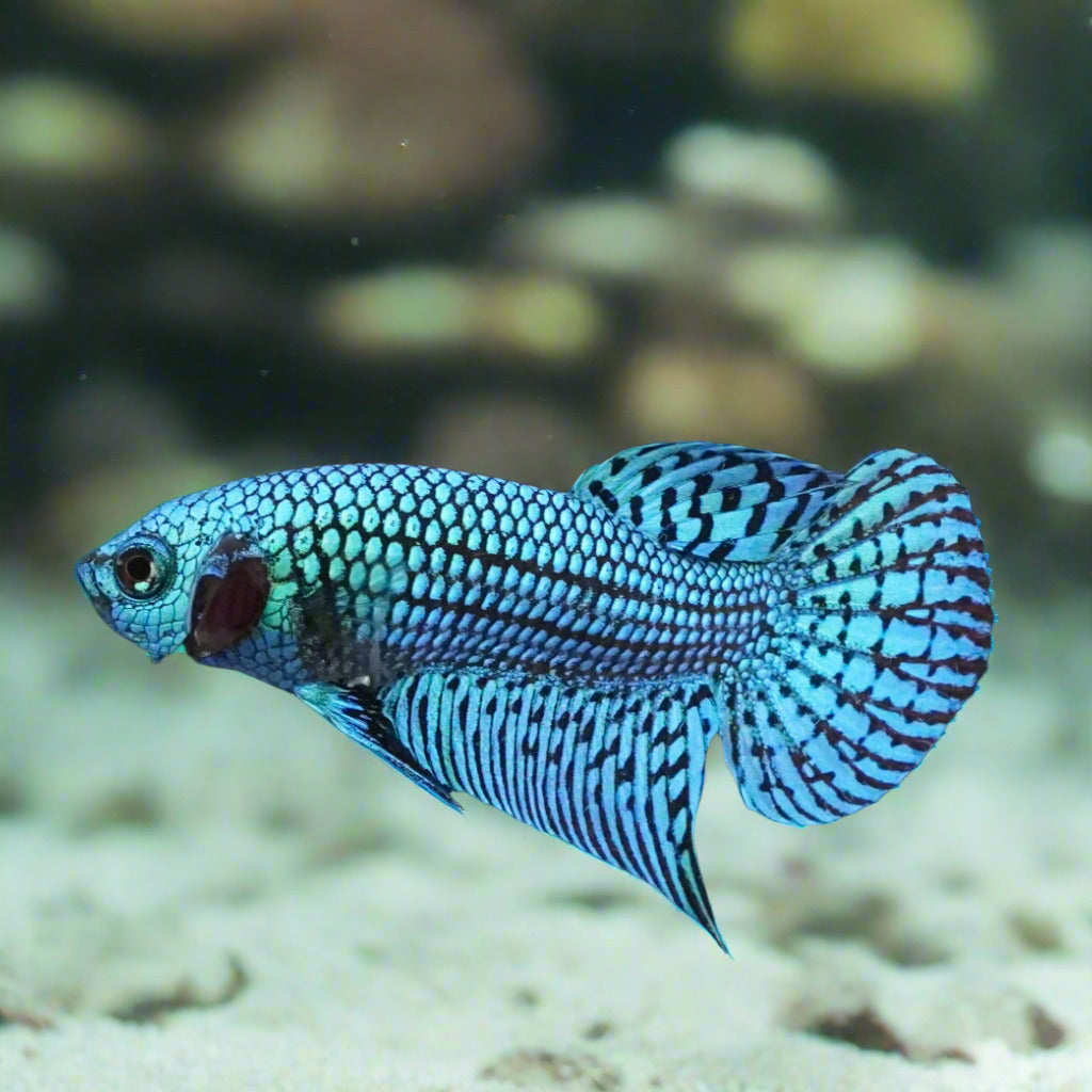 Blue fish in an aquarium with a dark background