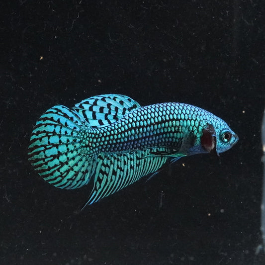 Blue fish in an aquarium with a black background