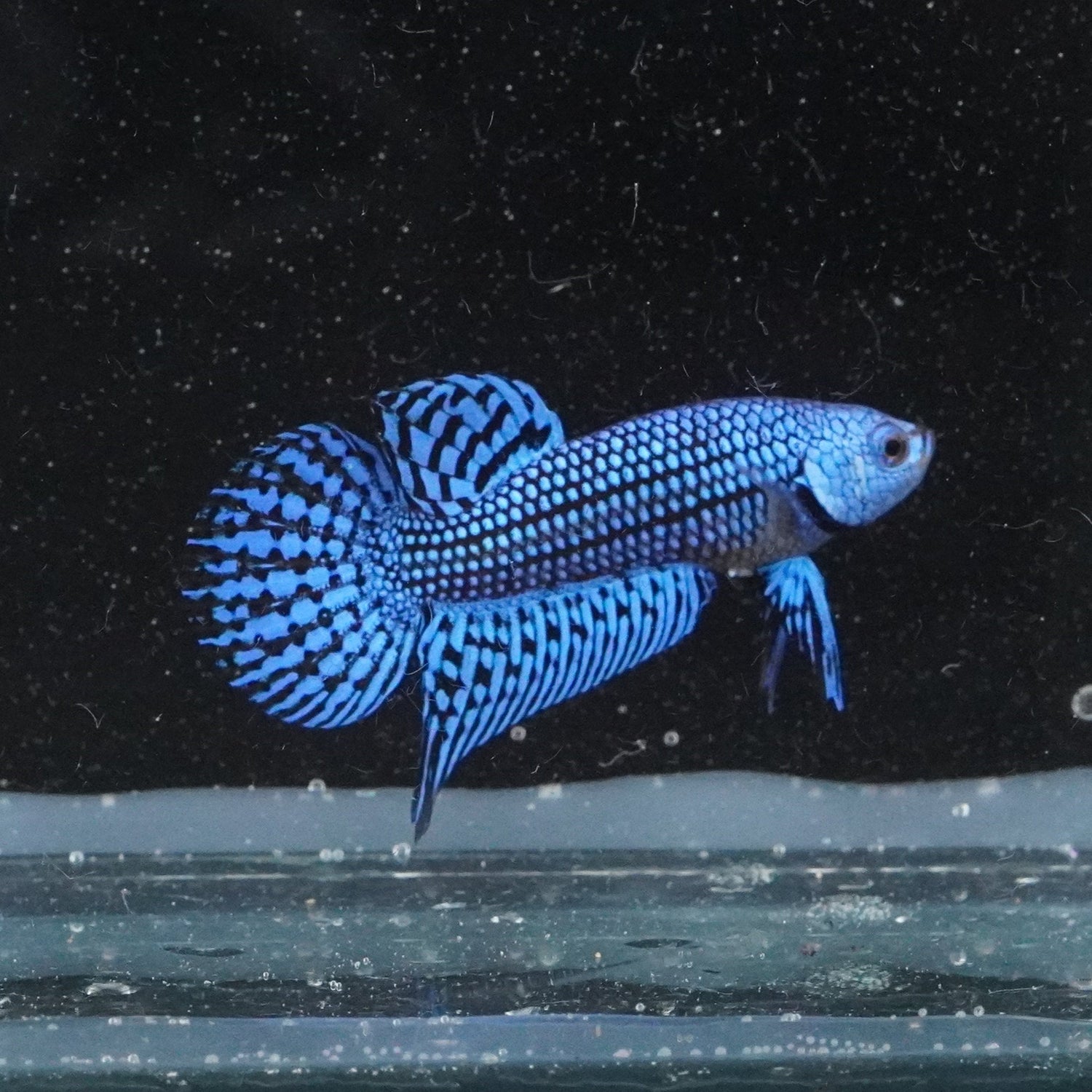 Blue betta fish in a clear tank with a black background