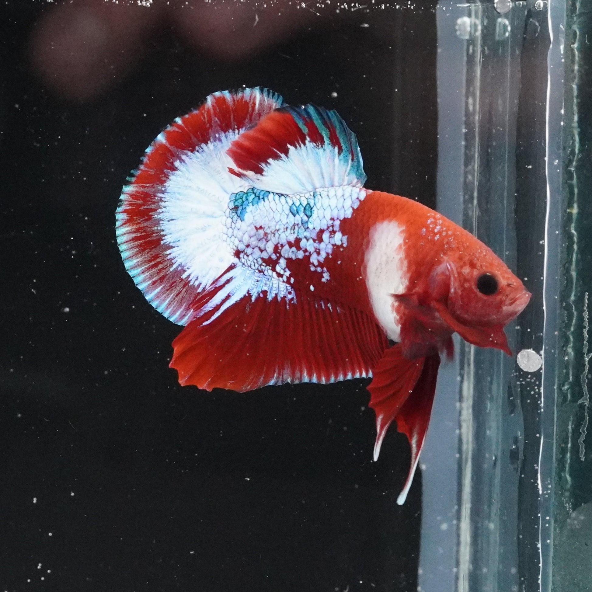 Red and white betta fish in a clear tank with a dark background