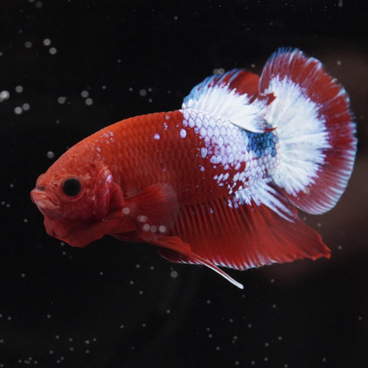 Red and white betta fish swimming in an aquarium with a dark background