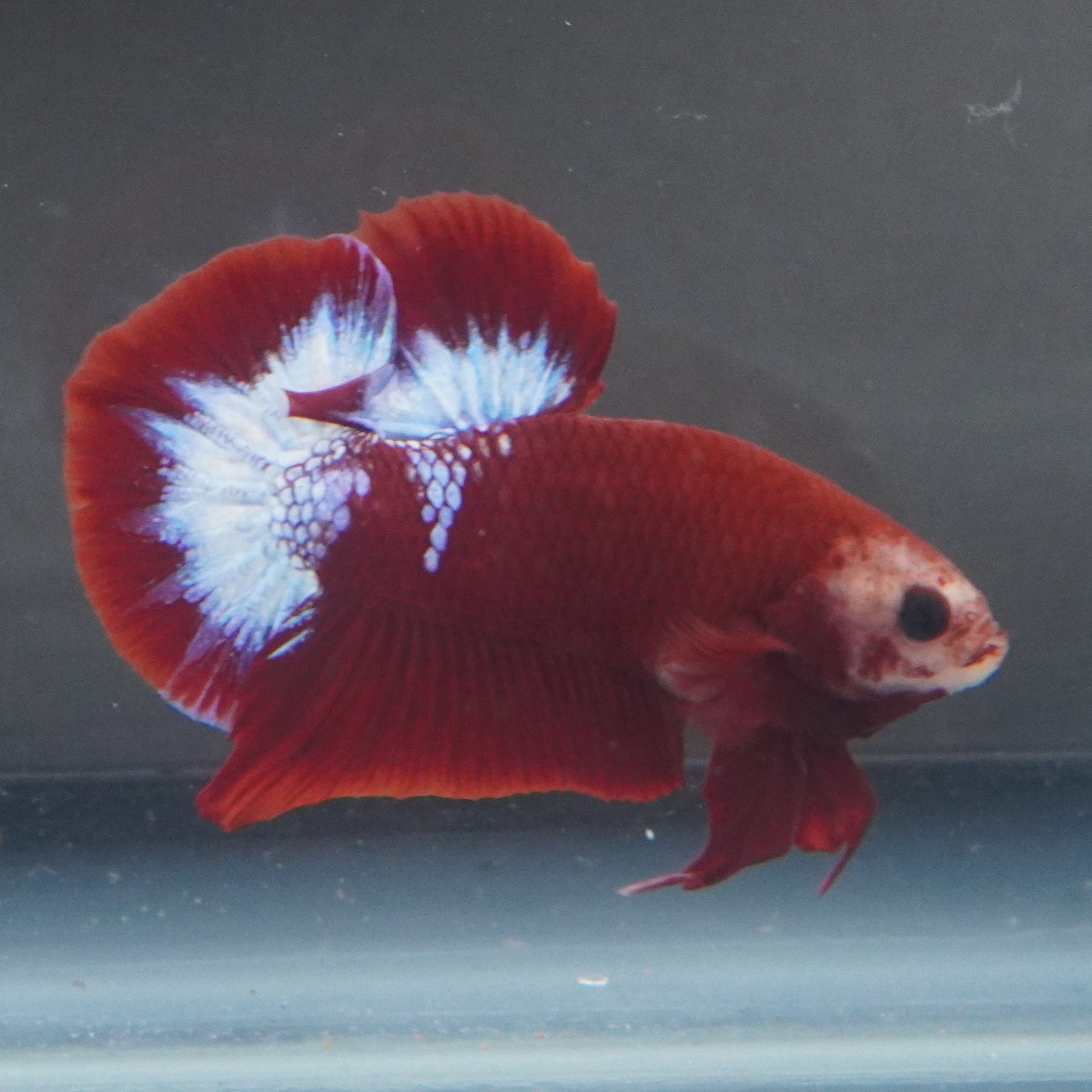 Red and white betta fish swimming in a clear tank with a dark background