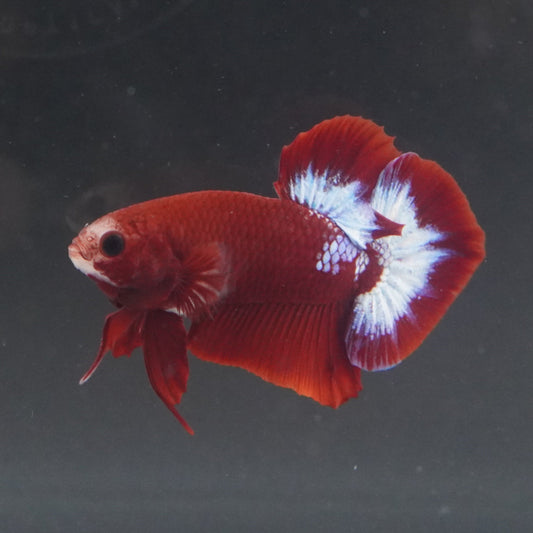 Red and white betta fish swimming in a dark aquarium