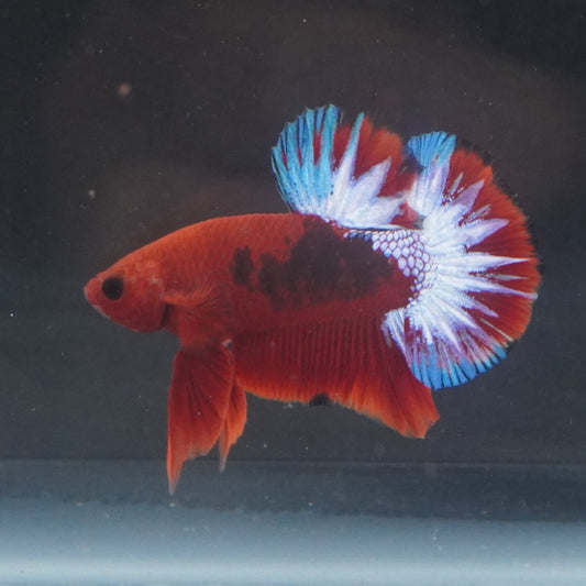 Red and blue betta fish swimming in a tank with a dark background