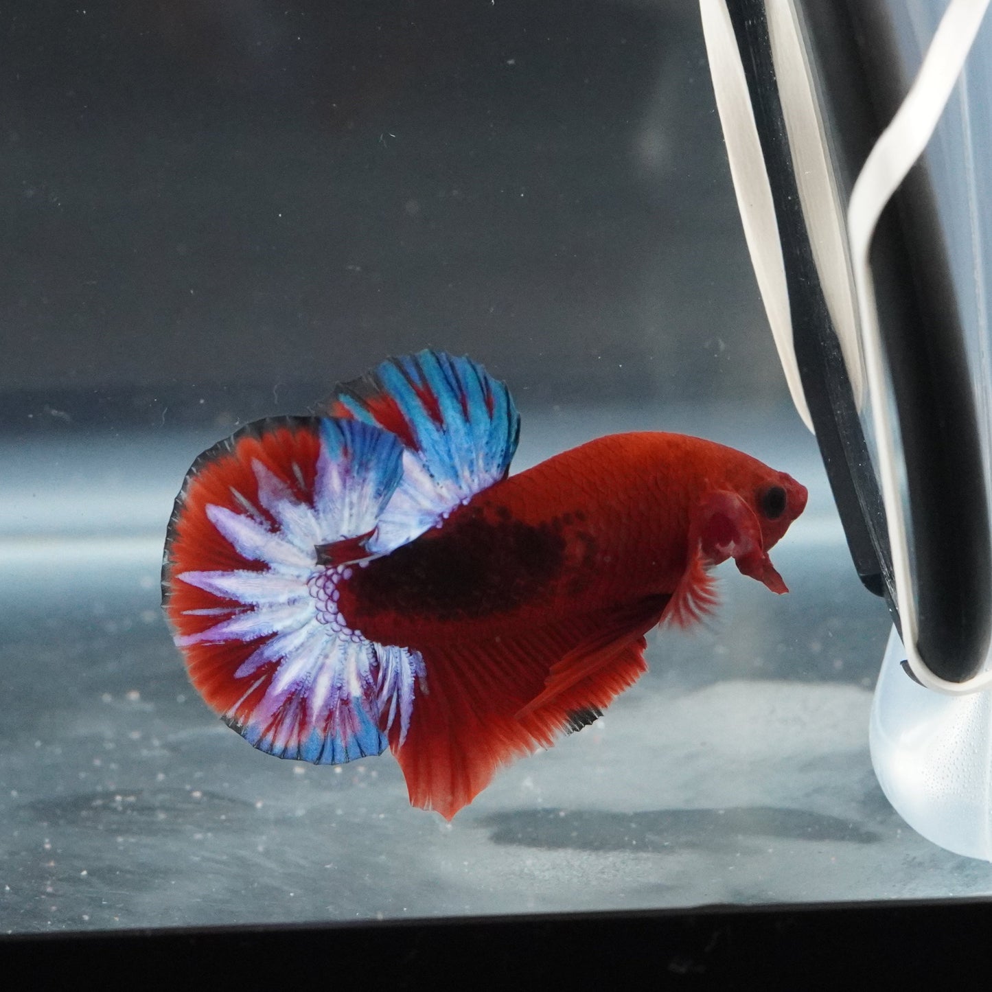 Red and blue betta fish in a clear container with tweezers on a reflective surface