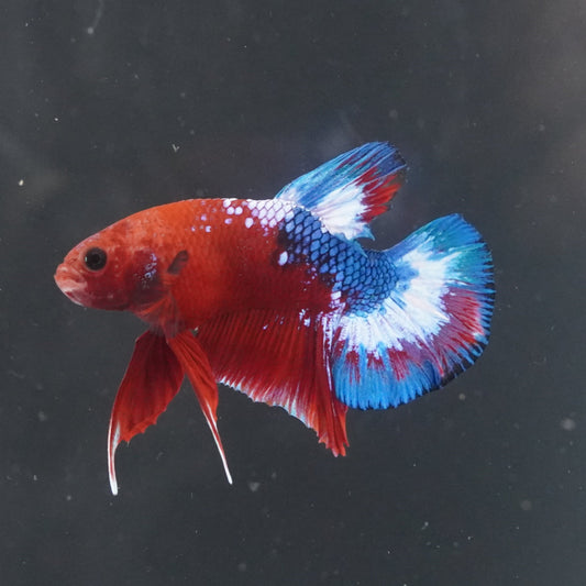 Live Betta Fish WYSIWYG Fancy Aquarium Red Hellboy Plakat HB02
