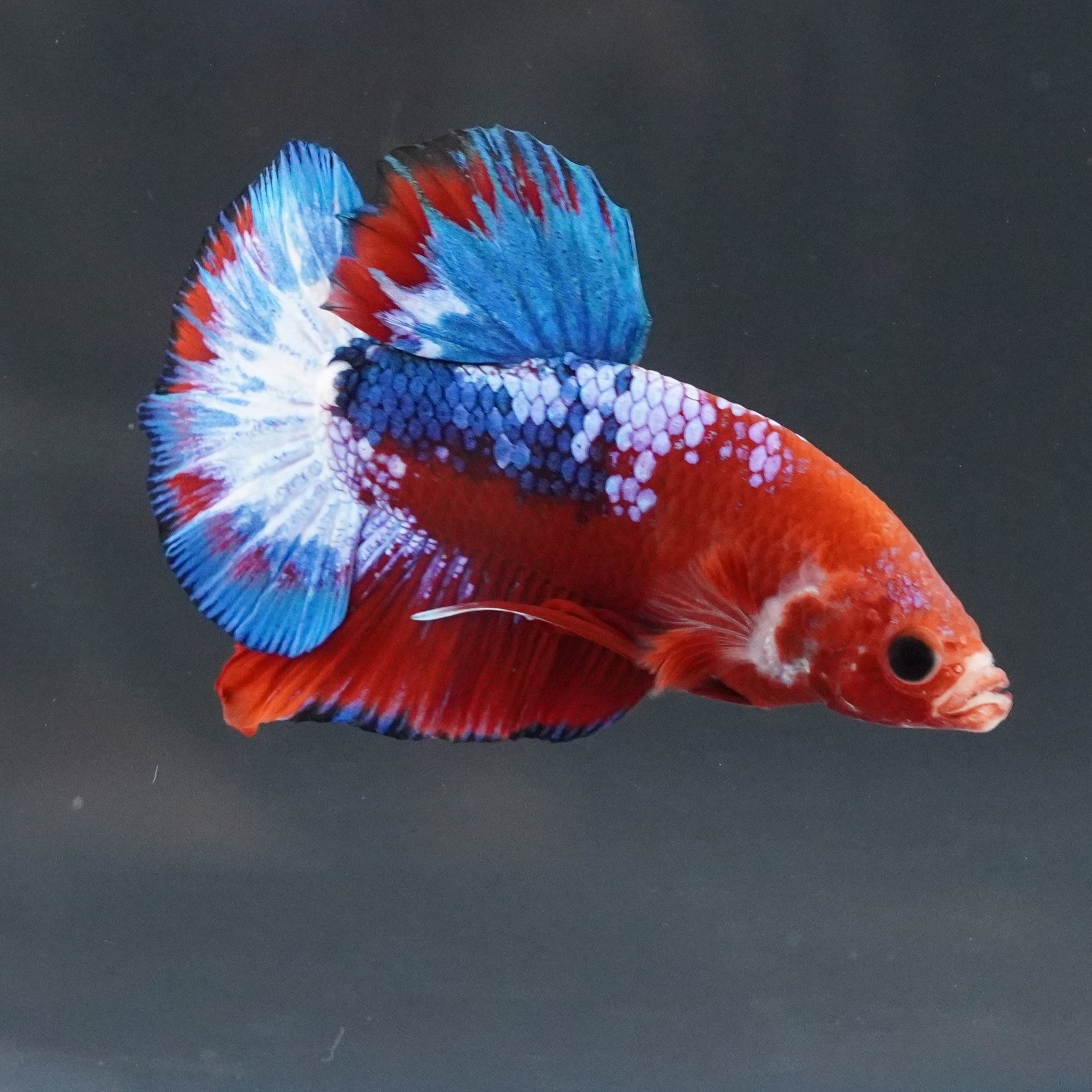 Red and blue betta fish swimming in a clear tank with a dark background