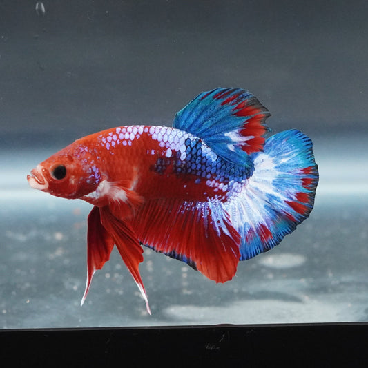 Red and blue betta fish swimming in a clear tank with a dark background