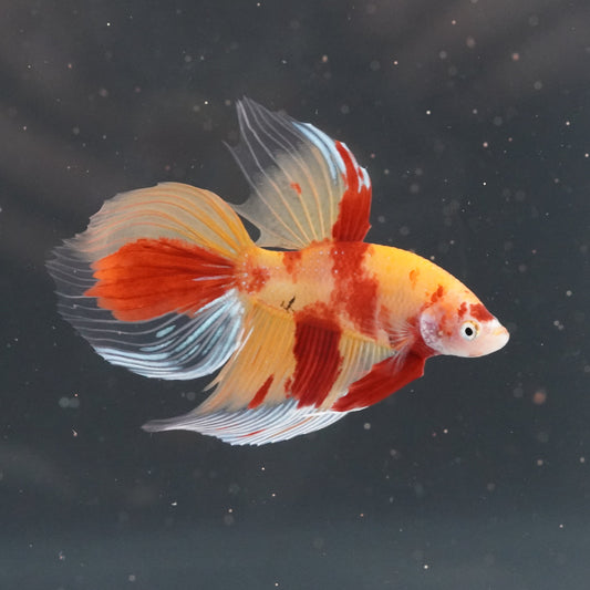 Colorful fish swimming in an aquarium with a dark background