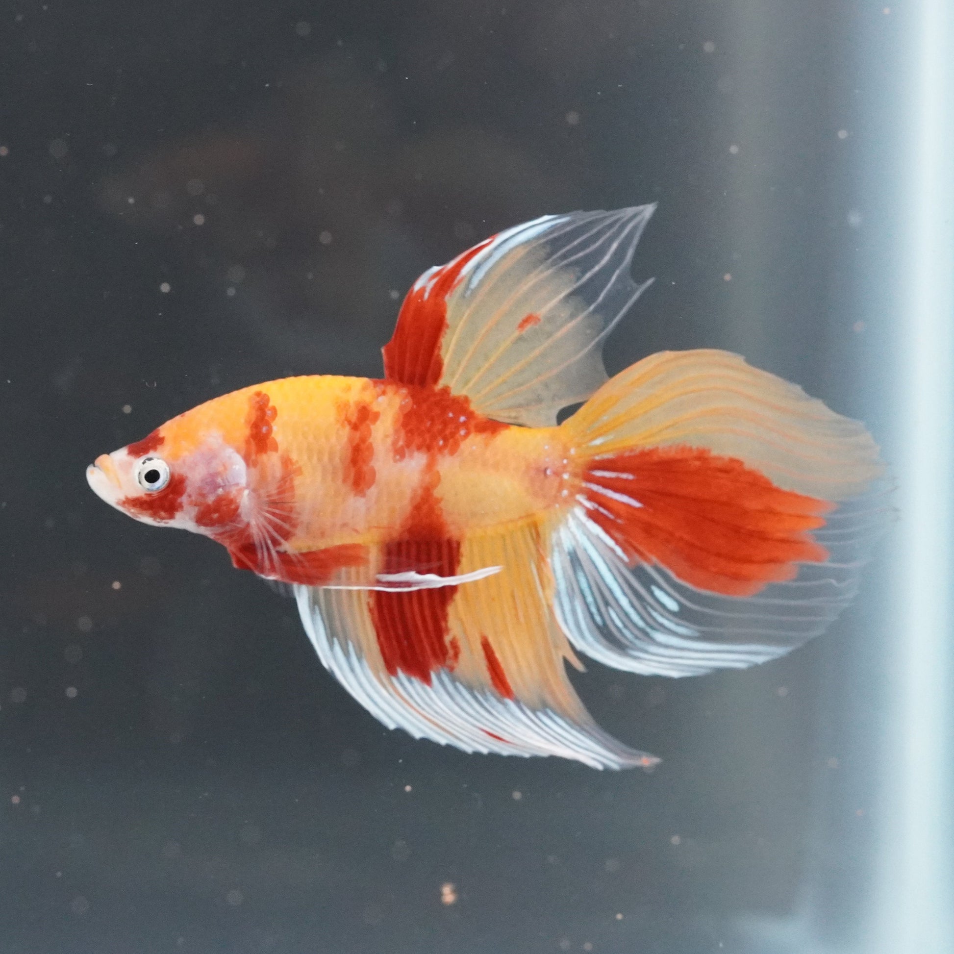 Colorful fish swimming in an aquarium with a dark background