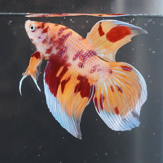 Colorful fish with flowing fins swimming in a tank.