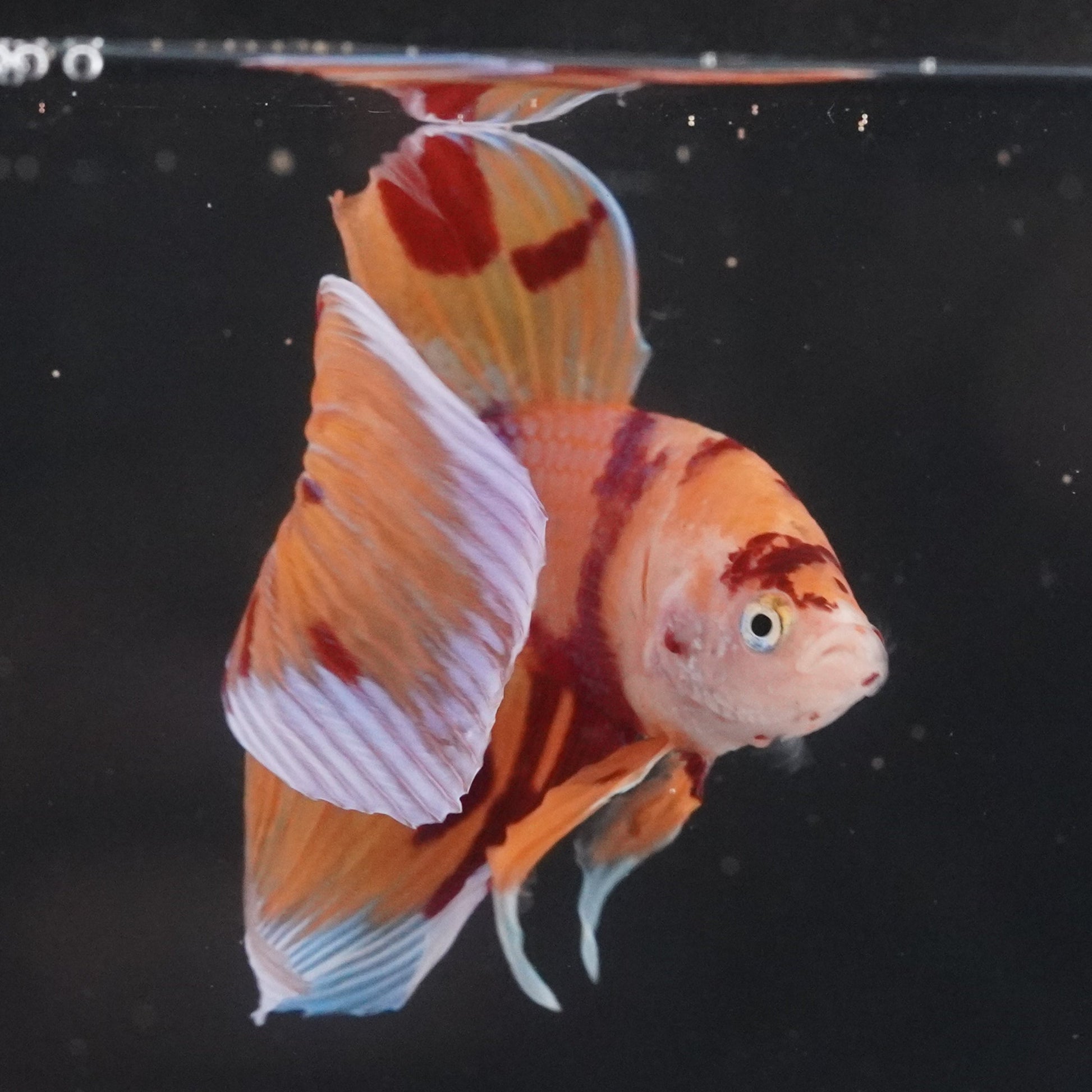Colorful fish swimming in a clear tank with a black background