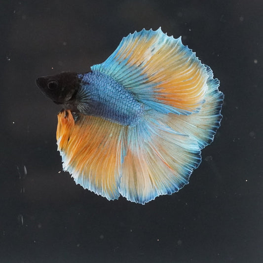 Colorful betta fish swimming in a clear tank with a black background