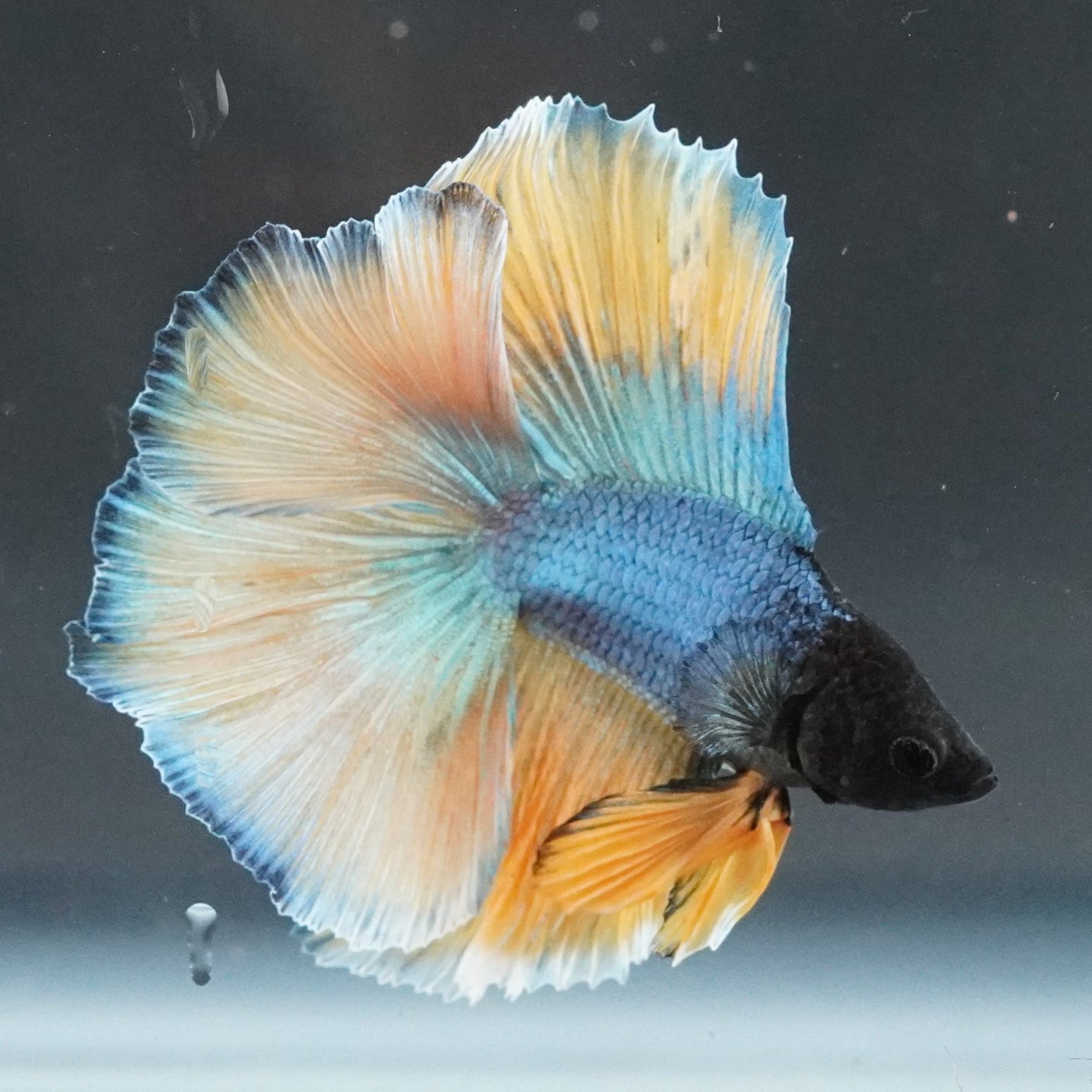 Colorful betta fish swimming in a clear tank with a dark background