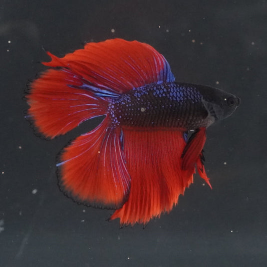 Red and blue betta fish swimming in an aquarium with a dark background