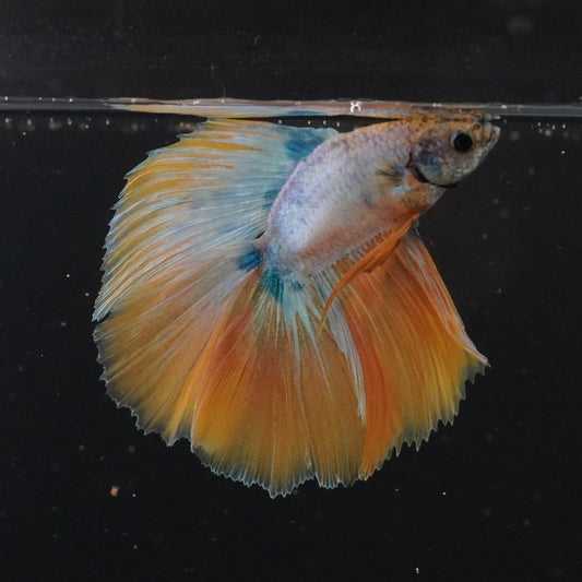 Colorful fish swimming in a clear tank with a black background