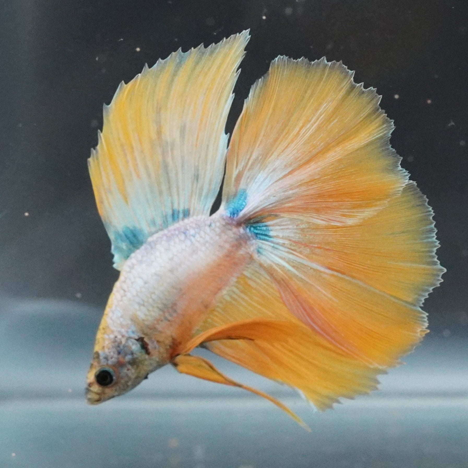 Colorful fish swimming near a glass surface
